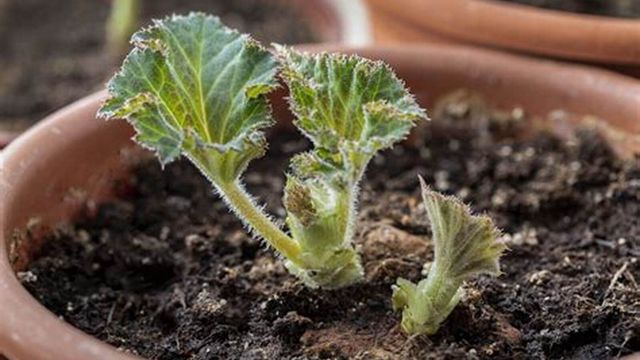 Donnez le Top Départ des plantes de l'Eté