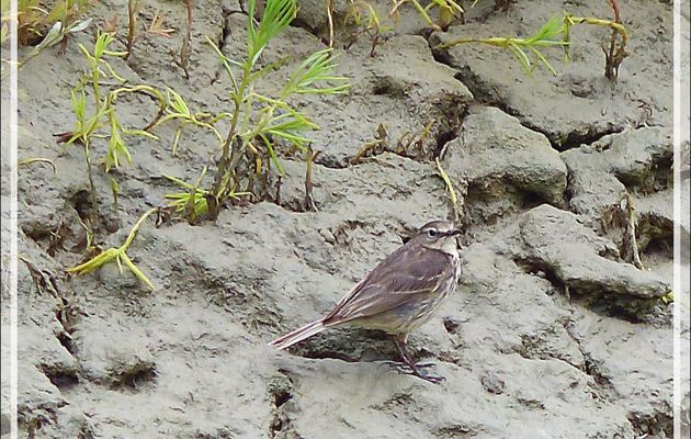 Pipit farlouse, Meadow Pipit (Anthus pratensis) - Ars-en-Ré - Île de Ré - 17