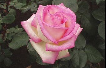 Le Spectre de la Rose