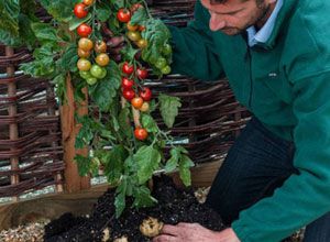 TomTato, le légume mi-tomate mi-patate