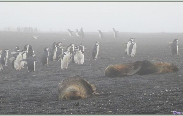 Otaries à fourrure et manchots à jugulaire nous accueillent par centaines et centaines - Baily Head - Deception Island - Péninsule Antarctique