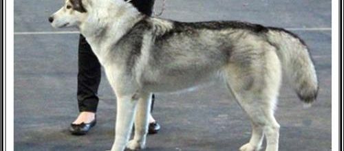 Exposition de Tarbes (16 novembre 2014)