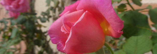 Des fleurs, encore des fleurs dans mon village, le 7 août...