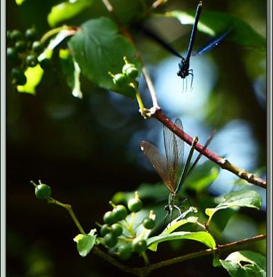 Couple de libellules Caloptéryx vierge (Calopteryx virgo) : l'approche puis le passage à l'acte - Boucou - Sauveterre-de-Comminges - 31