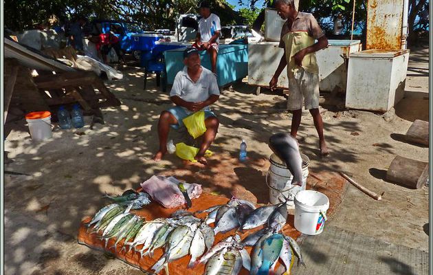 Qui veut de mon bon poisson : requin, bonites, perroquets, cordonniers, maquereaux! - Ande Royale - Mahé - Seychelles