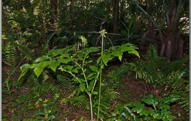 Fleur inconnue de la forêt seychelloise. Non! j'ai trouvé, c'est Arouroute de France (ben oui !) ou Arrow-root polynésien ou de Tahiti (Tacca leontopetaloides) - Praslin - Seychelles