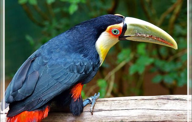 Toucan à ventre rouge, Green-billed toucan (Ramphastos dicolorus) - Parque das Aves - Foz do Iguaçu - Brésil