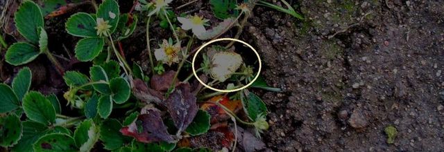  Tient encore des fraises au potager sur cette fin de Novembre.  