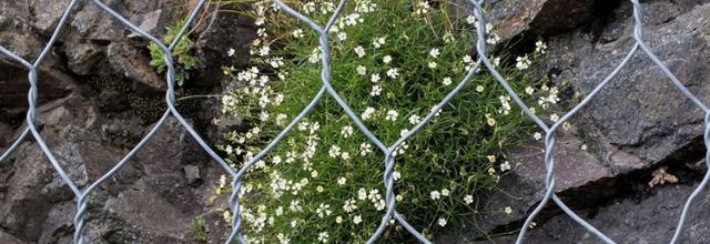 Silene saxifraga  -  silène saxifrage