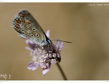 Azuré commun ( Polyommatus icarus) - Lycaenidae