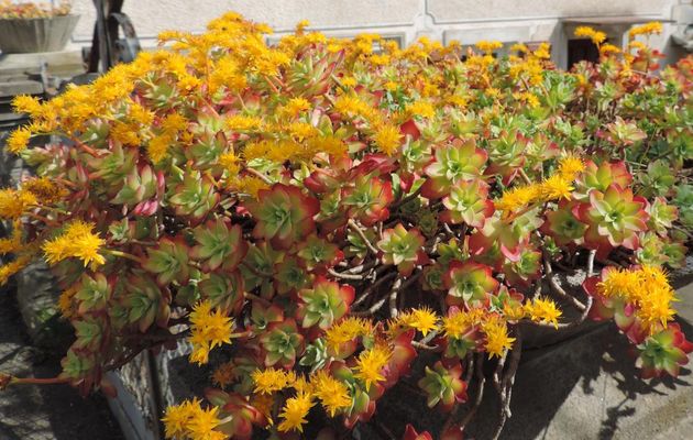 un plante grasse en fleurs 