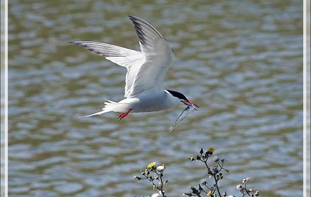 Nourrissage chez les Sternes pierregarins ou Hirondelles de mer ou Estorlets (Sterna hirundo) - La Couarde-sur-Mer - Île de Ré - 17