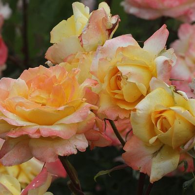 Pluie de roses au jardin -2