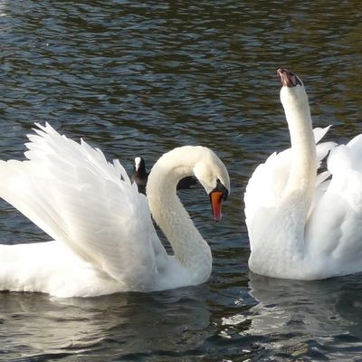 La fête des Amoureux 