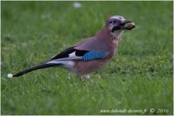 Drôle d'oiseau 