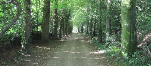 L'allée des morts