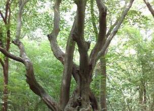 Des arbres qui marchent. Épisode 5 : "Où es-tu ?"