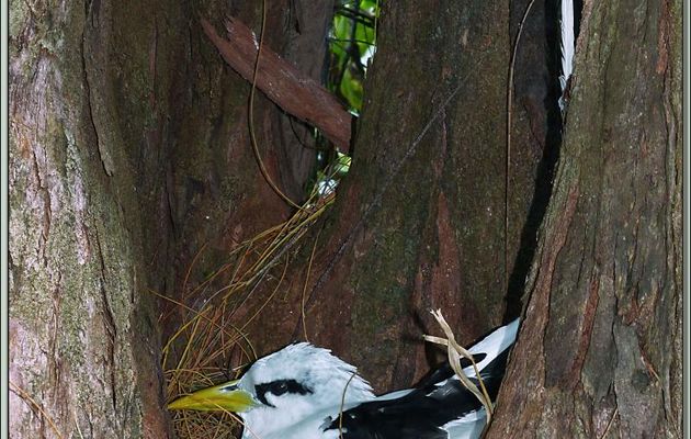 Phaéton à bec jaune dit "paille-en-queue" au nid (Phaethon lepturus) - Bird Island - Seychelles