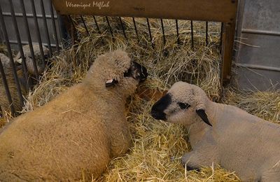 Salon International de l'Agriculture : Le mouton Hampshire