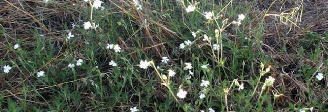 Silene latifolia - compagnon blanc
