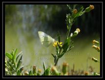 Piéride du chou (Pieris brassicae) - Pieridae