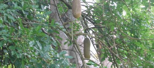 ARBRE A PAIN .