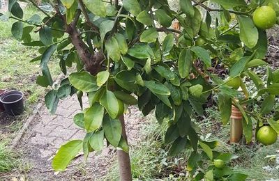 EB - Variétés d'agrumes : citronnier "Pursha" ou "Limette douce de Rome"...