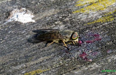 un insecte inconnu - 2  ?