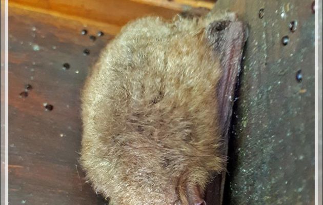Chauve-souris indéterminée - Lartigau - Milhas - 31