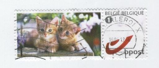 Chats - Belgique - 2010-2012