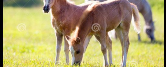 Petits poulains