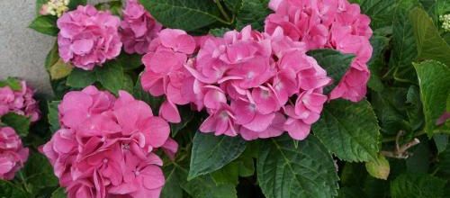 Hortensias