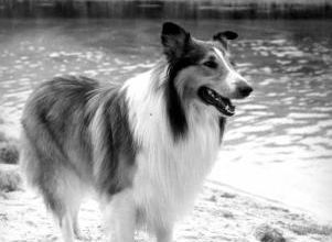Lassie