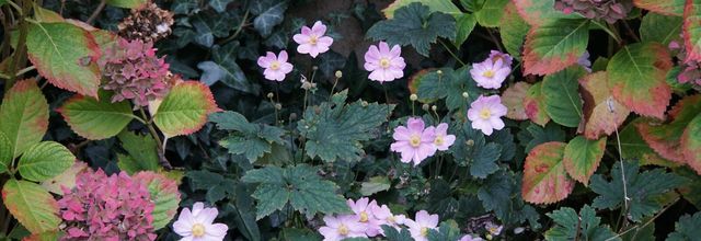 En compagnie des hortensias