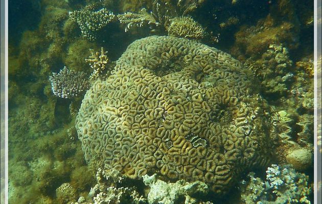 Corail Lobophylle en corymbe ou Corail à rose, Brain root coral (Lobophyllia corymbosa) - Nosy Sakatia - Madagascar