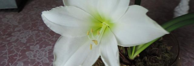 mon Amaryllis blanc