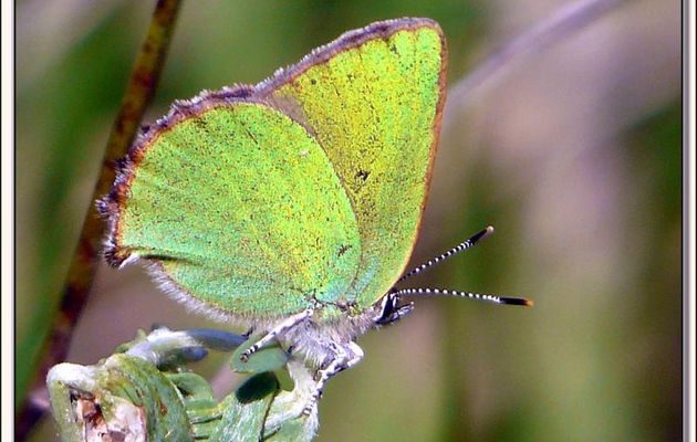 Faune des Pyrénées (Images de mon ancien blog, année 2009)