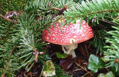 Ils prospèrent en cette saison ...