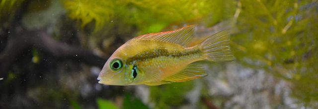 Palais de la Porte Dorée et l'Aquarium Tropical : Les cichlidés : Thorichthys Aureus