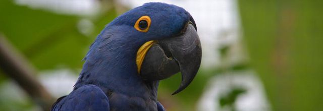 Parc Zoologique de Paris : Indigo, l'Ara hyacinthe