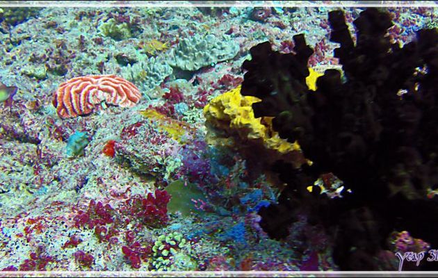 Corail collier ( ? ) orange, orange wrinkle coral - Thudufushi Thila - Atoll d'Ari - Maldives