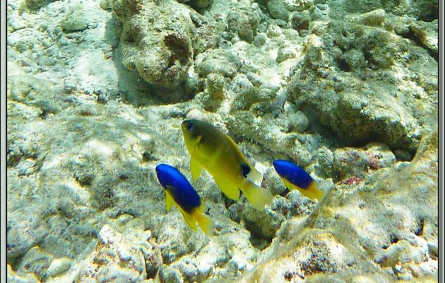 Demoiselle à un point (Chrysiptera unimaculata) encadrée par deux Demoiselles bleues et jaunes (Pomacentrus caeruleus) - Bird Island - Seychelles