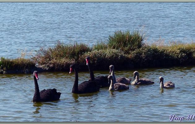 Cygnes noirs (Cygnus atratus) - Ars-en-Ré - Île de Ré - 17