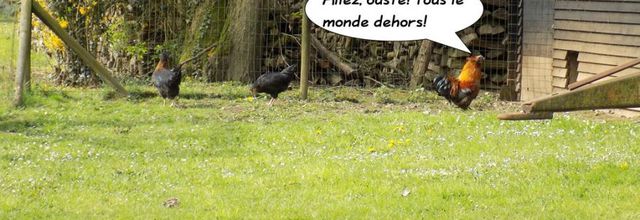 Maître coq fait des bulles!
