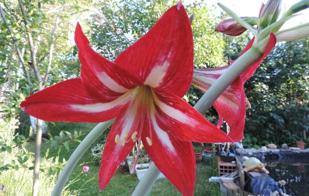 mes fleurs du jardin pour toi !