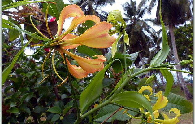 Lis de Malabar (Gloriosa superba ?) - Mahé - Seychelles