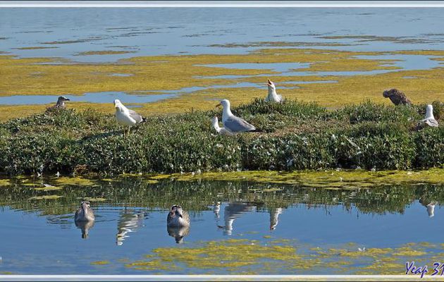Goéland argenté, European Herring (Gull Larus argentatus) - Les Portes-en-Ré - Ile de Ré - 17