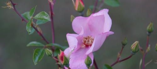 Un jour, une rose : Feu follet
