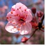 Parfum