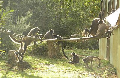 Atèles dans la lumière